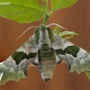 Lime hawk-moth - Mimas tiliae | Fotografijos autorius : Darius Baužys | © Macronature.eu | Macro photography web site