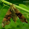 Lime hawk-moth - Mimas tiliae | Fotografijos autorius : Romas Ferenca | © Macronature.eu | Macro photography web site