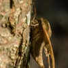 Lime hawk-moth - Mimas tiliae | Fotografijos autorius : Dalia Račkauskaitė | © Macronature.eu | Macro photography web site