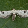 Lime-speck Pug - Eupithecia centaureata | Fotografijos autorius : Žilvinas Pūtys | © Macronature.eu | Macro photography web site