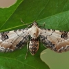 Lime-speck Pug - Eupithecia centaureata | Fotografijos autorius : Gintautas Steiblys | © Macronature.eu | Macro photography web site