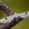 Lime-speck Pug - Eupithecia centaureata | Fotografijos autorius : Arūnas Eismantas | © Macronature.eu | Macro photography web site