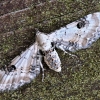 Lime-speck Pug - Eupithecia centaureata | Fotografijos autorius : Kazimieras Martinaitis | © Macronature.eu | Macro photography web site