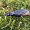 Juodasis smiltžygis - Pterostichus niger | Fotografijos autorius : Gintautas Steiblys | © Macrogamta.lt | Šis tinklapis priklauso bendruomenei kuri domisi makro fotografija ir fotografuoja gyvąjį makro pasaulį.