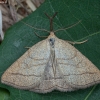 Litter Moth - Polypogon tentacularia ♂ | Fotografijos autorius : Žilvinas Pūtys | © Macronature.eu | Macro photography web site