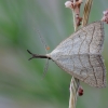 Litter Moth - Polypogon tentacularia | Fotografijos autorius : Arūnas Eismantas | © Macronature.eu | Macro photography web site