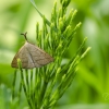 Litter Moth - Polypogon tentacularia | Fotografijos autorius : Darius Baužys | © Macronature.eu | Macro photography web site