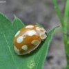 Little arboreal ladybird beetle - Calvia decemguttata | Fotografijos autorius : Vytautas Gluoksnis | © Macronature.eu | Macro photography web site