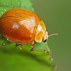 Little arboreal ladybird beetle - Calvia decemguttata | Fotografijos autorius : Gintautas Steiblys | © Macronature.eu | Macro photography web site