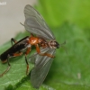 Livid Soldier beetle - Cantharis livida and Bagworm moth... | Fotografijos autorius : Arūnas Eismantas | © Macronature.eu | Macro photography web site