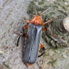 Livid Soldier beetle - Cantharis livida | Fotografijos autorius : Vytautas Gluoksnis | © Macronature.eu | Macro photography web site