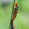 Livid Soldier beetle - Cantharis livida | Fotografijos autorius : Vidas Brazauskas | © Macronature.eu | Macro photography web site