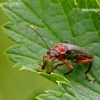 Livid Soldier beetle - Cantharis livida | Fotografijos autorius : Darius Baužys | © Macronature.eu | Macro photography web site