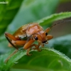 Livid Soldier beetle - Cantharis livida | Fotografijos autorius : Romas Ferenca | © Macrogamta.lt | Šis tinklapis priklauso bendruomenei kuri domisi makro fotografija ir fotografuoja gyvąjį makro pasaulį.