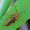Livid Soldier beetle - Cantharis livida | Fotografijos autorius : Romas Ferenca | © Macronature.eu | Macro photography web site