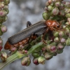 Livid Soldier beetle - Cantharis livida | Fotografijos autorius : Žilvinas Pūtys | © Macronature.eu | Macro photography web site
