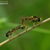 Long hoverflies - Sphaerophoria scripta | Fotografijos autorius : Romas Ferenca | © Macronature.eu | Macro photography web site