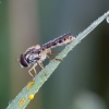 Long hoverfly - Sphaerophoria scripta ♀ | Fotografijos autorius : Žilvinas Pūtys | © Macronature.eu | Macro photography web site