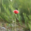 Long-headed poppy - Papaver dubium | Fotografijos autorius : Vidas Brazauskas | © Macronature.eu | Macro photography web site