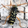 Longhorn Beetle - Plagionotus arcuatus | Fotografijos autorius : Kazimieras Martinaitis | © Macronature.eu | Macro photography web site