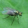 Long-legged fly - Chrysotus sp. | Fotografijos autorius : Vidas Brazauskas | © Macronature.eu | Macro photography web site