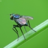 Long-legged fly - Chrysotus sp. | Fotografijos autorius : Vidas Brazauskas | © Macronature.eu | Macro photography web site
