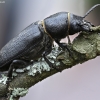Black longicorn beetle – Spondylis buprestoides | Fotografijos autorius : Kazimieras Martinaitis | © Macronature.eu | Macro photography web site