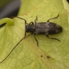 Longhorn Beetle – Exocentrus lusitanus | Fotografijos autorius : Giedrius Markevičius | © Macronature.eu | Macro photography web site