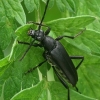 Longhorn Beetle - Leptura aethiops  | Fotografijos autorius : Gintautas Steiblys | © Macronature.eu | Macro photography web site