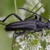 Longhorn Beetle - Leptura aethiops | Fotografijos autorius : Žilvinas Pūtys | © Macronature.eu | Macro photography web site