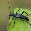 Longhorn Beetle - Leptura aethiops | Fotografijos autorius : Gintautas Steiblys | © Macronature.eu | Macro photography web site