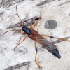 Longhorn Beetle - Necydalis major | Fotografijos autorius : Romas Ferenca | © Macronature.eu | Macro photography web site