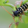 Longhorn Beetle - Plagionotus arcuatus | Fotografijos autorius : Gintautas Steiblys | © Macronature.eu | Macro photography web site