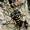 Longhorn Beetle - Plagionotus arcuatus | Fotografijos autorius : Linas Mockus | © Macronature.eu | Macro photography web site