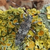 Longhorn beetle - Acanthocinus griseus | Fotografijos autorius : Gintautas Steiblys | © Macronature.eu | Macro photography web site