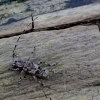 Longhorn beetle - Acanthocinus griseus | Fotografijos autorius : Romas Ferenca | © Macronature.eu | Macro photography web site