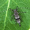 Longhorn beetle - Acanthocinus griseus | Fotografijos autorius : Vaida Paznekaitė | © Macronature.eu | Macro photography web site