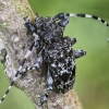 Longhorn beetle - Aegomorphus clavipes | Fotografijos autorius : Kazimieras Martinaitis | © Macrogamta.lt | Šis tinklapis priklauso bendruomenei kuri domisi makro fotografija ir fotografuoja gyvąjį makro pasaulį.