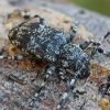Longhorn beetle - Aegomorphus clavipes | Fotografijos autorius : Gintautas Steiblys | © Macronature.eu | Macro photography web site