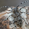 Longhorn beetle - Aegomorphus clavipes | Fotografijos autorius : Gintautas Steiblys | © Macronature.eu | Macro photography web site