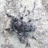 Longhorn beetle - Aegomorphus clavipes | Fotografijos autorius : Romas Ferenca | © Macronature.eu | Macro photography web site