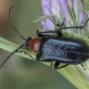 Longhorn beetle - Dinoptera collaris | Fotografijos autorius : Gintautas Steiblys | © Macronature.eu | Macro photography web site