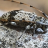 Longhorn beetle - Leiopus femoratus | Fotografijos autorius : Kazimieras Martinaitis | © Macronature.eu | Macro photography web site