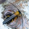 Sausmedinis šerdgraužis - Oberea pupillata | Fotografijos autorius : Kazimieras Martinaitis | © Macronature.eu | Macro photography web site