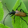 Longhorn beetle - Paracorymbia maculicornis | Fotografijos autorius : Gintautas Steiblys | © Macrogamta.lt | Šis tinklapis priklauso bendruomenei kuri domisi makro fotografija ir fotografuoja gyvąjį makro pasaulį.