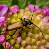 Longhorn beetle - Paracorymbia maculicornis | Fotografijos autorius : Romas Ferenca | © Macronature.eu | Macro photography web site