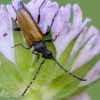 Longhorn beetle - Paracorymbia maculicornis | Fotografijos autorius : Darius Baužys | © Macronature.eu | Macro photography web site