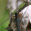 Longhorn beetle - Phytoecia virgula  | Fotografijos autorius : Gintautas Steiblys | © Macronature.eu | Macro photography web site