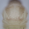 Longhorn beetle - Phytoecia virgula, larva | Fotografijos autorius : Žilvinas Pūtys | © Macronature.eu | Macro photography web site