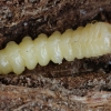 Longhorn beetle - Phytoecia virgula, larva | Fotografijos autorius : Gintautas Steiblys | © Macronature.eu | Macro photography web site